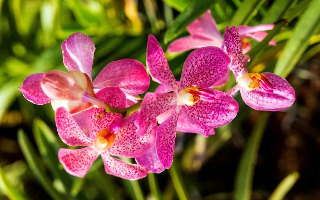 1 d&ouml;n&uuml;m&uuml; bile yetiyor: Ekenin  k&ouml;şeyi d&ouml;nd&uuml;ğ&uuml;  mor hazine!  4