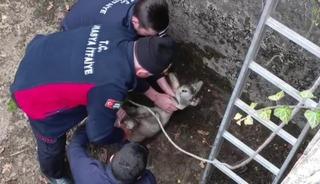 Boş havuza düşen yavru karacayı itfaiyeciler kurtardı