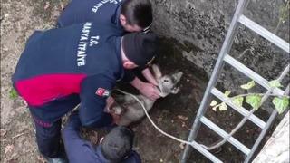 Boş havuza düşen yavru karacayı itfaiyeciler kurtardı