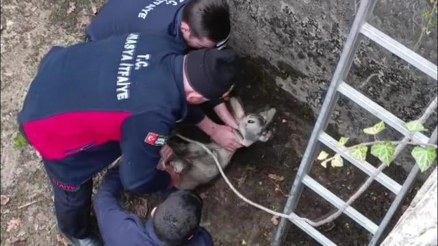 Boş havuza düşen yavru karacayı itfaiyeciler kurtardı