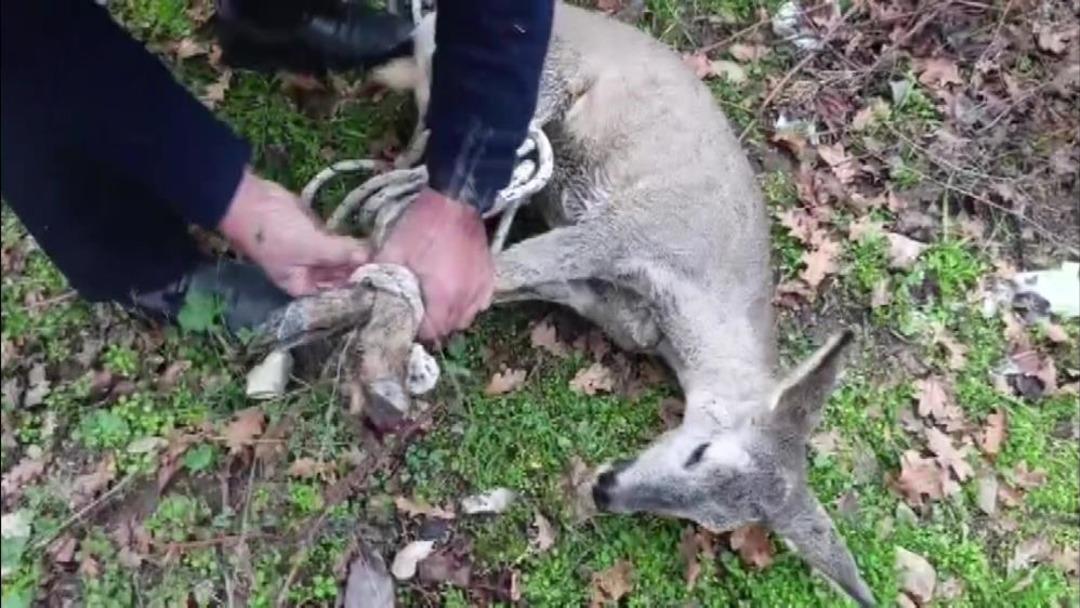 Boş havuza düşen yavru karacayı itfaiyeciler kurtardı 1