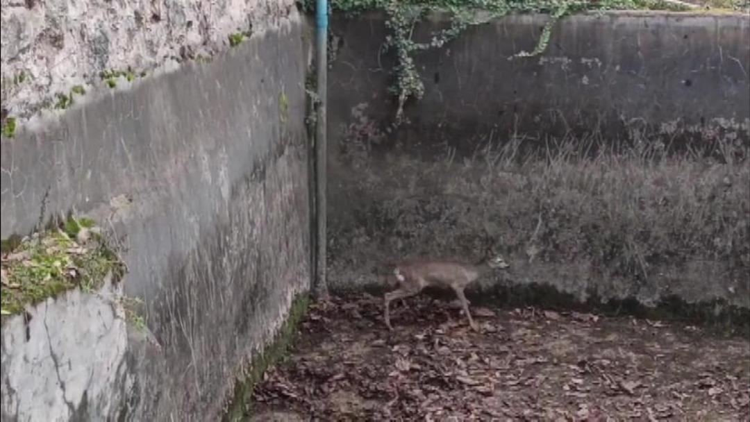 Boş havuza düşen yavru karacayı itfaiyeciler kurtardı 2