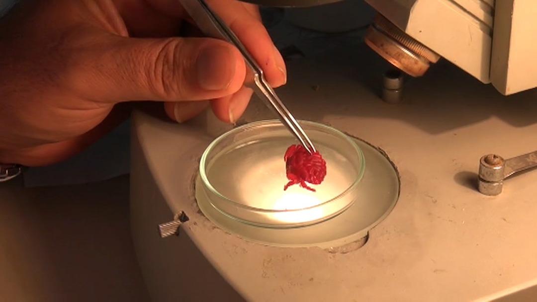 Türkiye de ilk kez görüldü! Hint-Pasifik kökenli, kayıt altına alındı 1