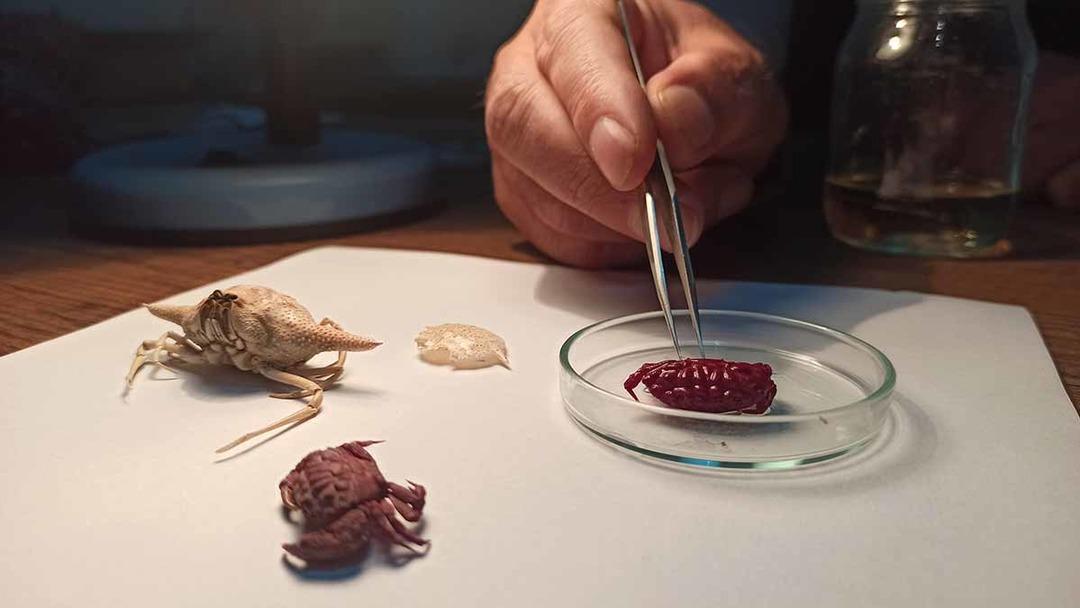 Türkiye de ilk kez görüldü! Hint-Pasifik kökenli, kayıt altına alındı 2