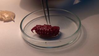 T&uuml;rkiye'de ilk kez g&ouml;r&uuml;ld&uuml;! Hint-Pasifik k&ouml;kenli ve mor renkte! 