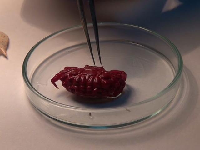 T&uuml;rkiye'de ilk kez g&ouml;r&uuml;ld&uuml;! Hint-Pasifik k&ouml;kenli ve mor renkte! 