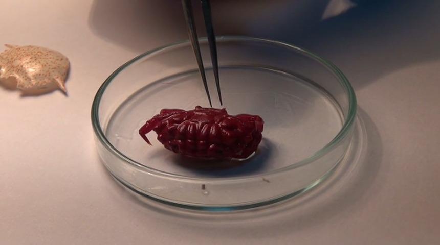 T&uuml;rkiye'de ilk kez g&ouml;r&uuml;ld&uuml;! Hint-Pasifik k&ouml;kenli, kayıt altına alındı