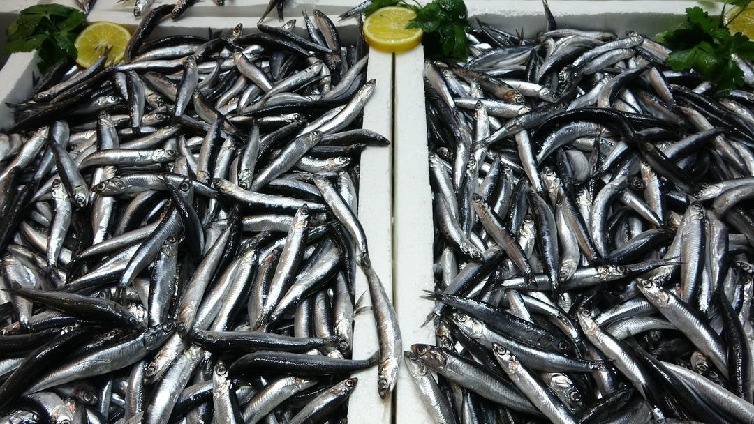 Böylesini görmedim Bolluk sürüyor: Kaybolacak dendi ama olmadı 4