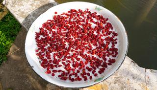 4 bin 500 yıllık kurutulmuş meyveler bulundu! 