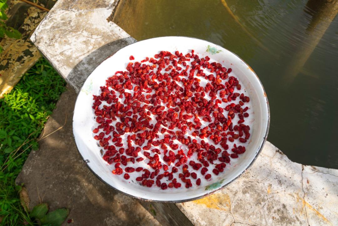 4 bin 500 yıllık kurutulmuş meyveler bulundu! 77 yıl sonra bir ilk gerçekleşti 4