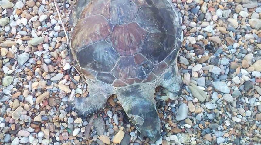Bodrum&rsquo;da yavru caretta caretta kıyıya vurdu