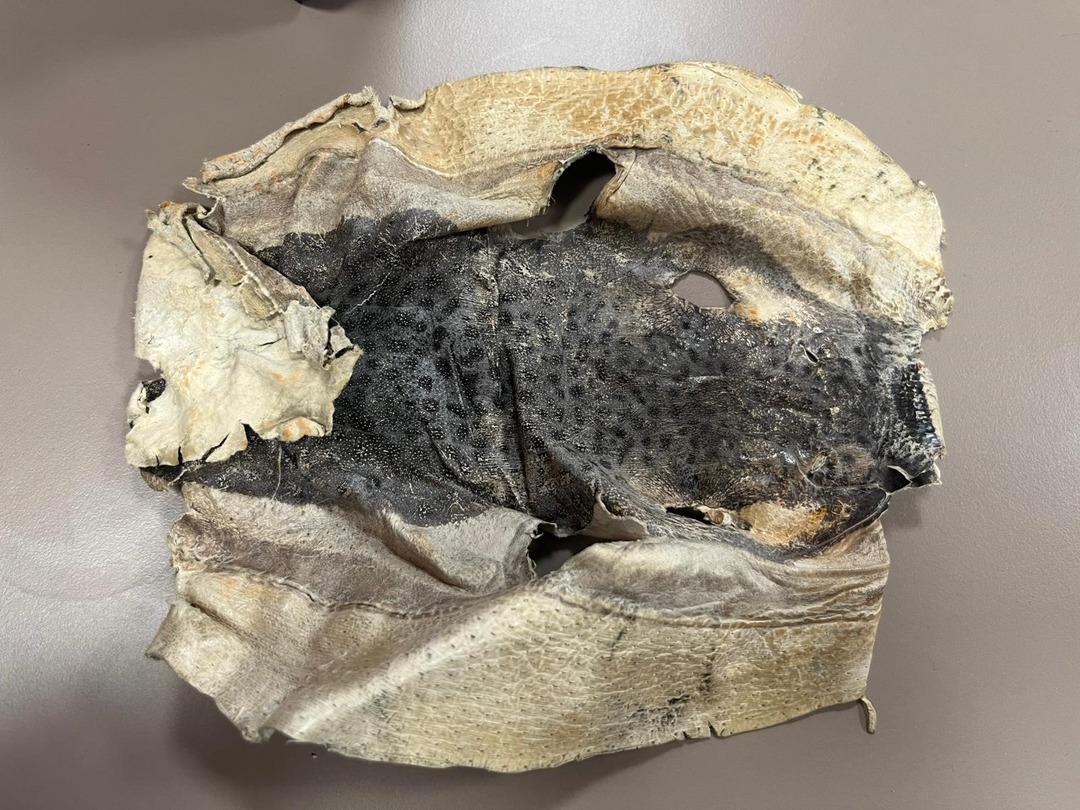 İzinsiz kullanılan Balon balığı projesi mahkemelik oldu 2