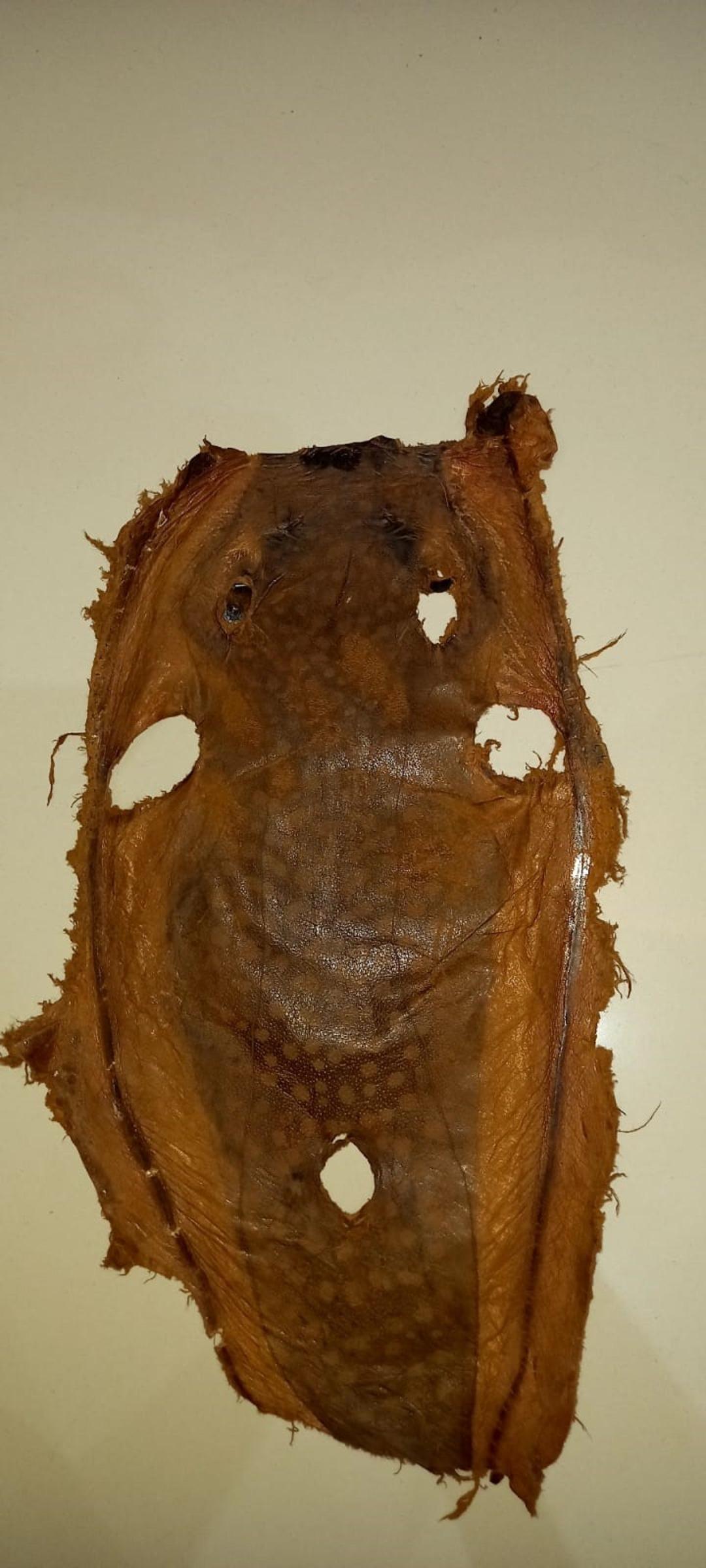 İzinsiz kullanılan Balon balığı projesi mahkemelik oldu 9