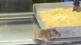 İzmir'deki börekçide skandal görüntü! Fare, tezgahta cirit attı