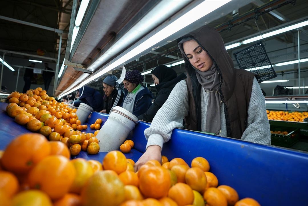 Türkiye nin mandalina ihracatı rekora ulaştı 1