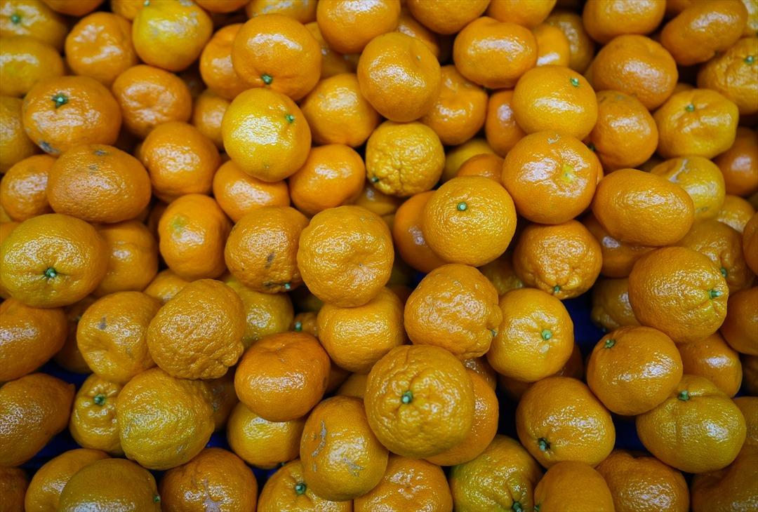 Türkiye nin mandalina ihracatı rekora ulaştı 2