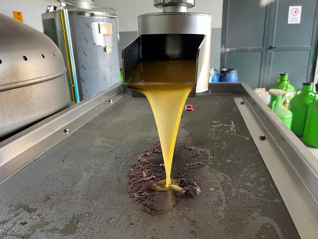 Kara meyve  sıvı altın a d&ouml;n&uuml;ş&uuml;yor! Denizli de zeytin hasadı 2