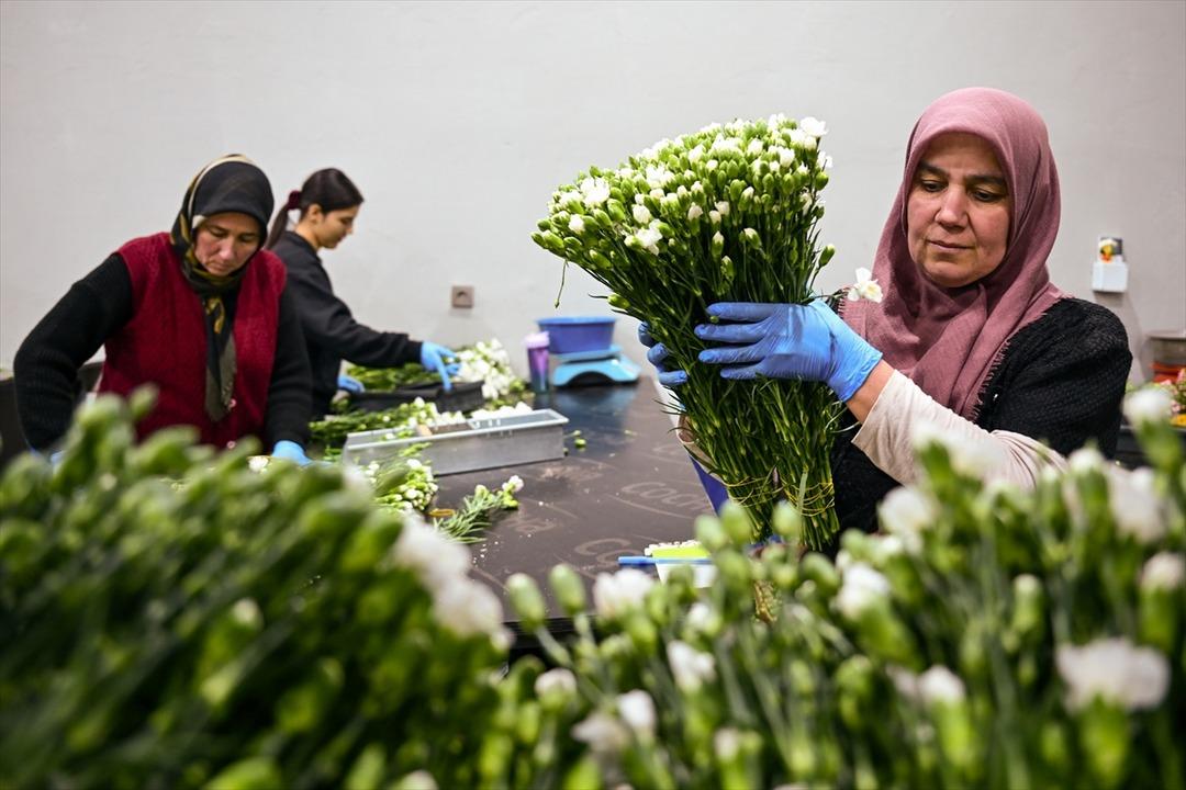 Yılbaşında ihracatı arttı! "En b&uuml;y&uuml;k pazarımız Hollanda" Y&uuml;zde 15 lik artış yaşandı 1