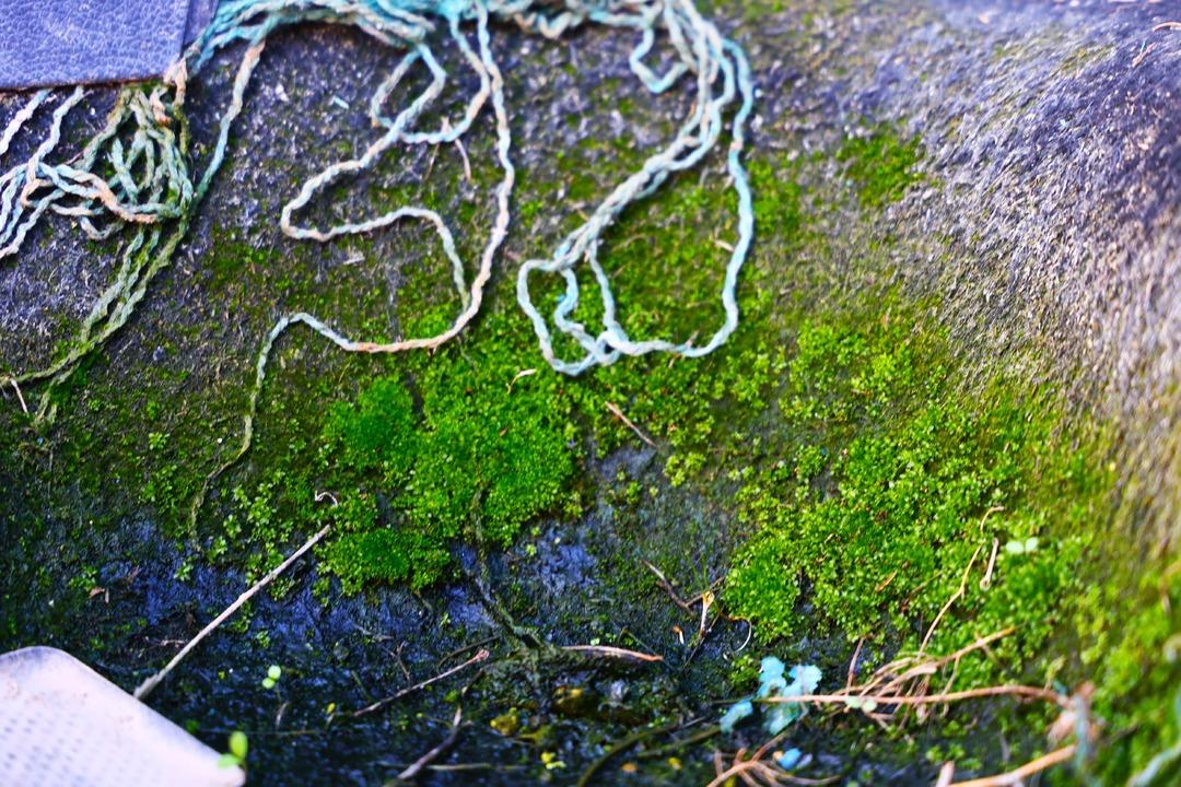 500 milyon TL lik servet terk edildi: &Ccedil;&uuml;r&uuml;meye başladı  Her ge&ccedil;en g&uuml;n artıyor  7