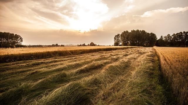 Arsa Yatırımının Altın Kuralları: Tarla mı, İmarlı Arsa mı?