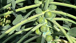 Fiyatlar bir ay i&ccedil;inde d&uuml;şt&uuml; '&Ccedil;ok y&uuml;ksek bir toplama maliyeti var'