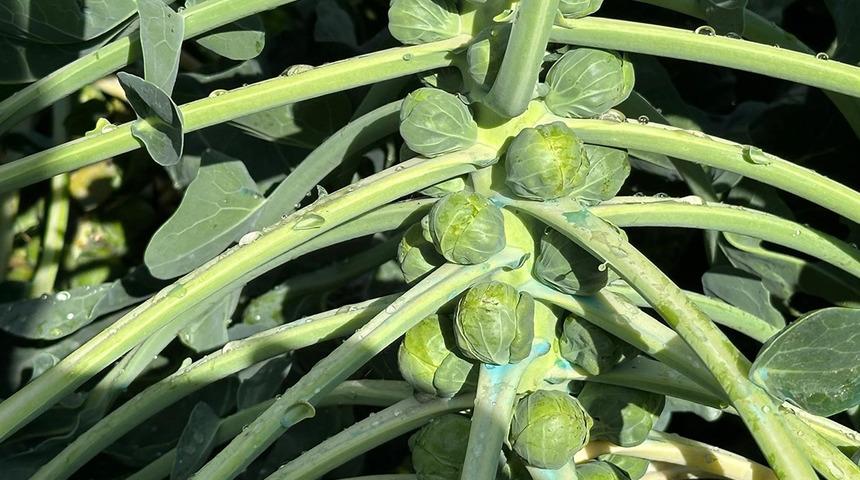 Fiyatlar bir ay i&ccedil;inde d&uuml;şt&uuml; '&Ccedil;ok y&uuml;ksek bir toplama maliyeti var'