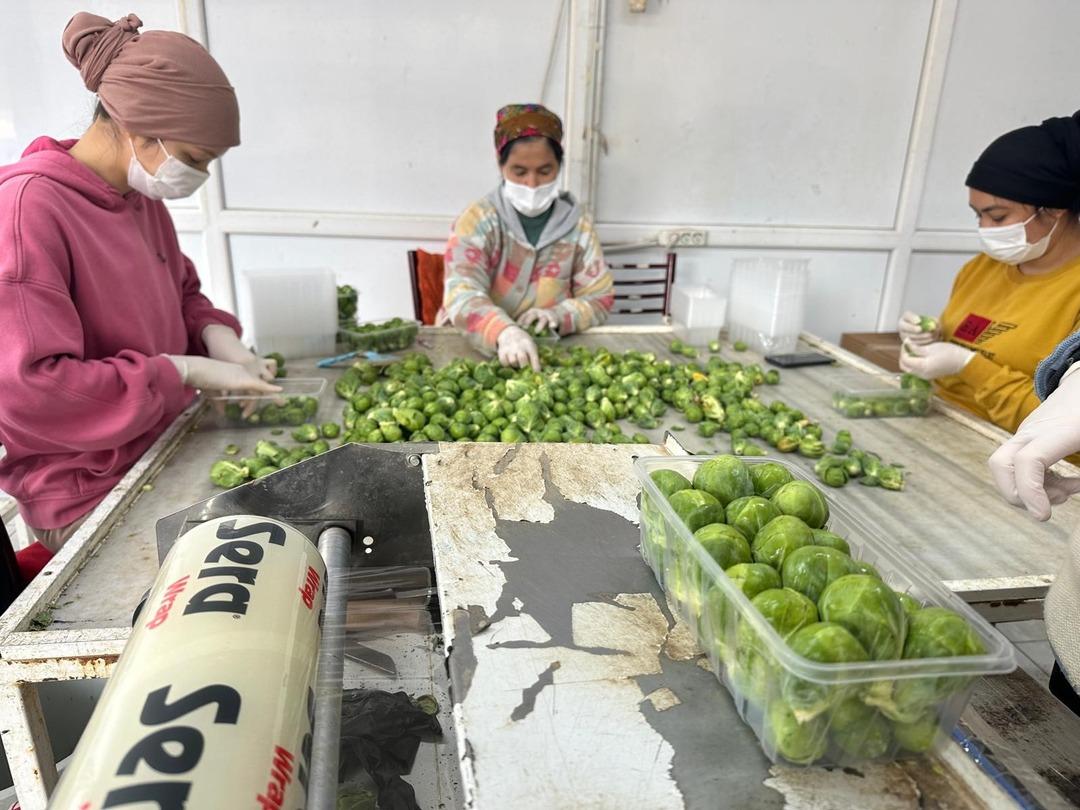 Fiyatlar bir ay içinde düştü Çok yüksek bir toplama maliyeti var 2