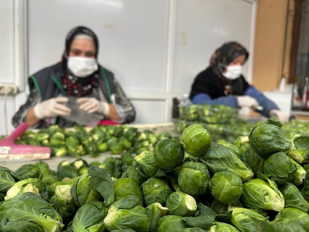 Fiyatlar bir ay içinde düştü Çok yüksek bir toplama maliyeti var 3