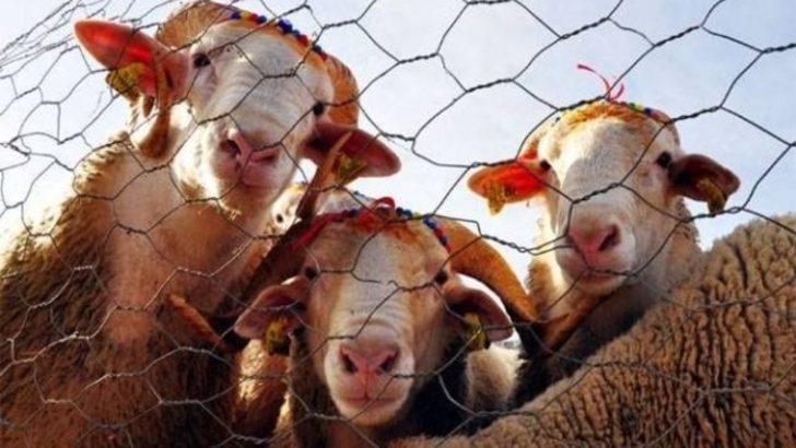 İyi kurbanlık seçimi nasıl olur? G1