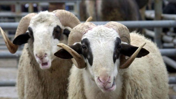 İyi kurbanlık seçimi nasıl olur? G5