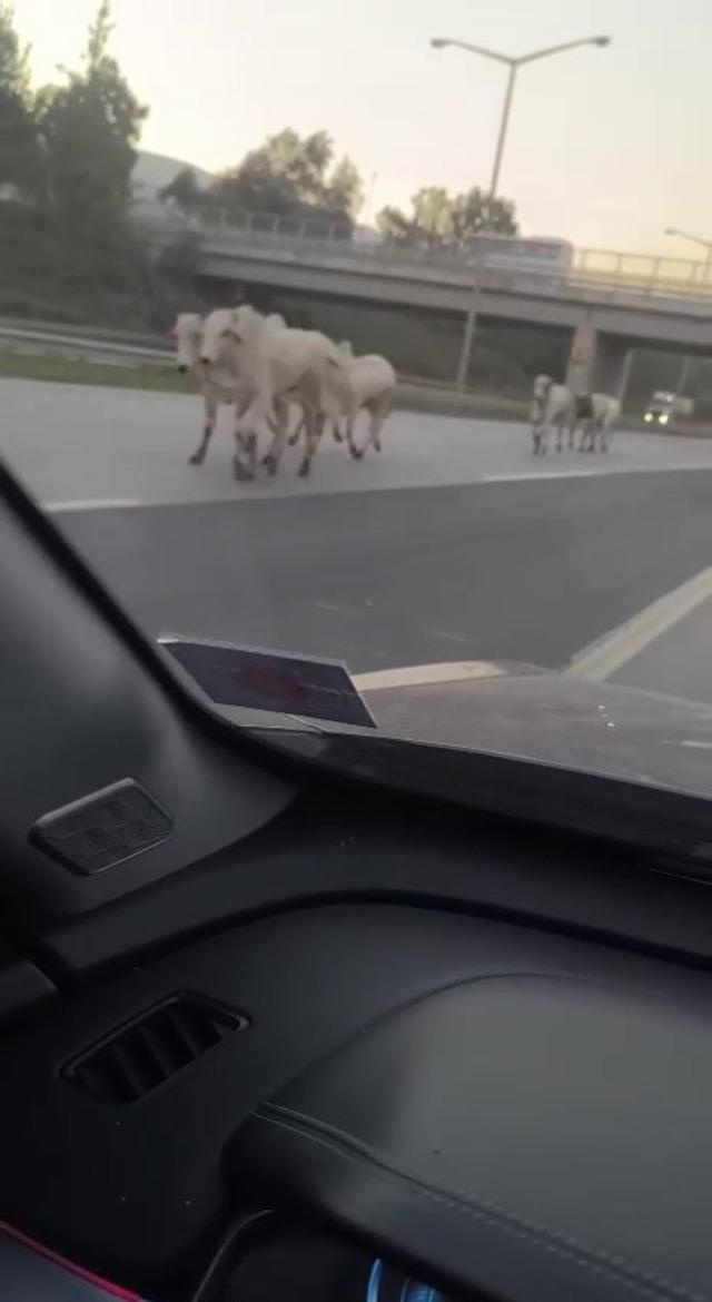 Kaza yapan tırdan kaçan anguslar şehir turunda 5