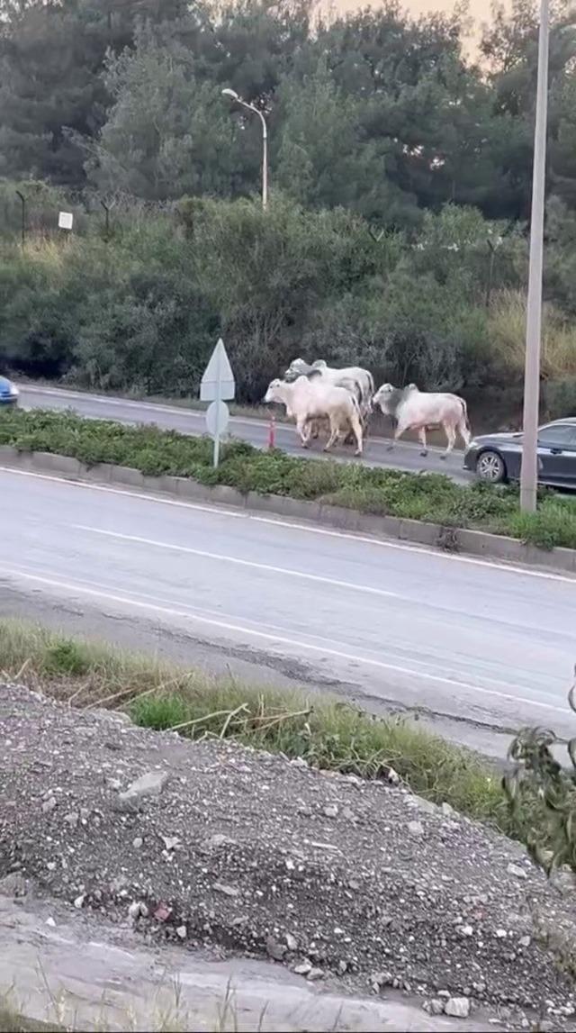 Kaza yapan tırdan kaçan anguslar şehir turunda 4