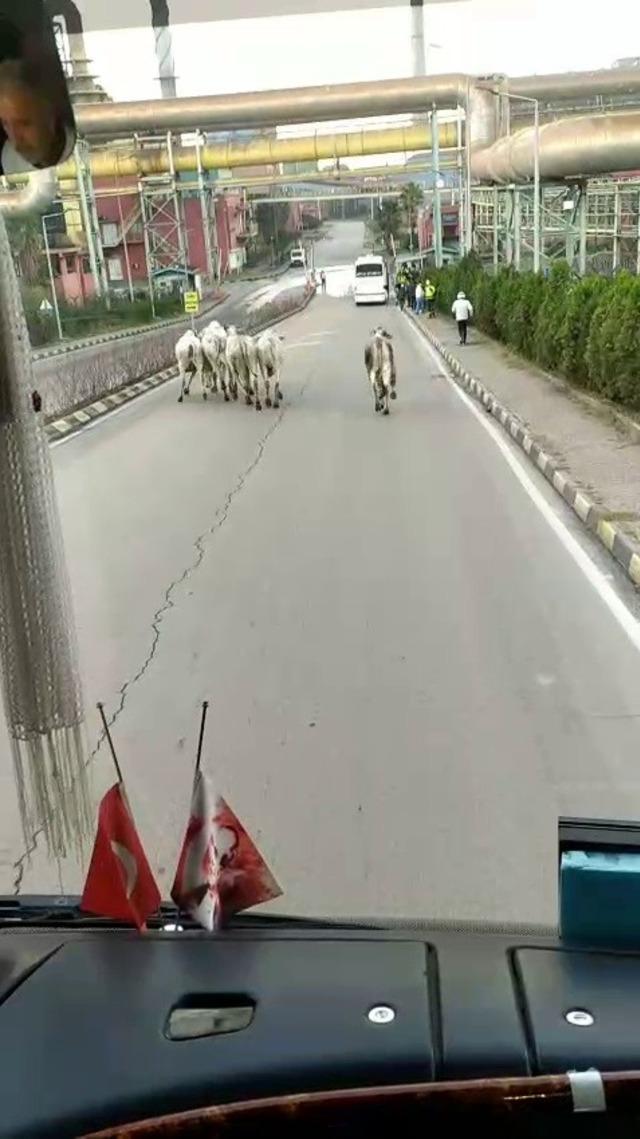 Kaza yapan tırdan kaçan anguslar şehir turunda 3