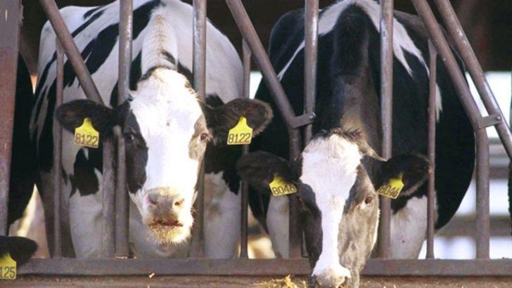 İyi kurbanlık seçimi nasıl olur? G2