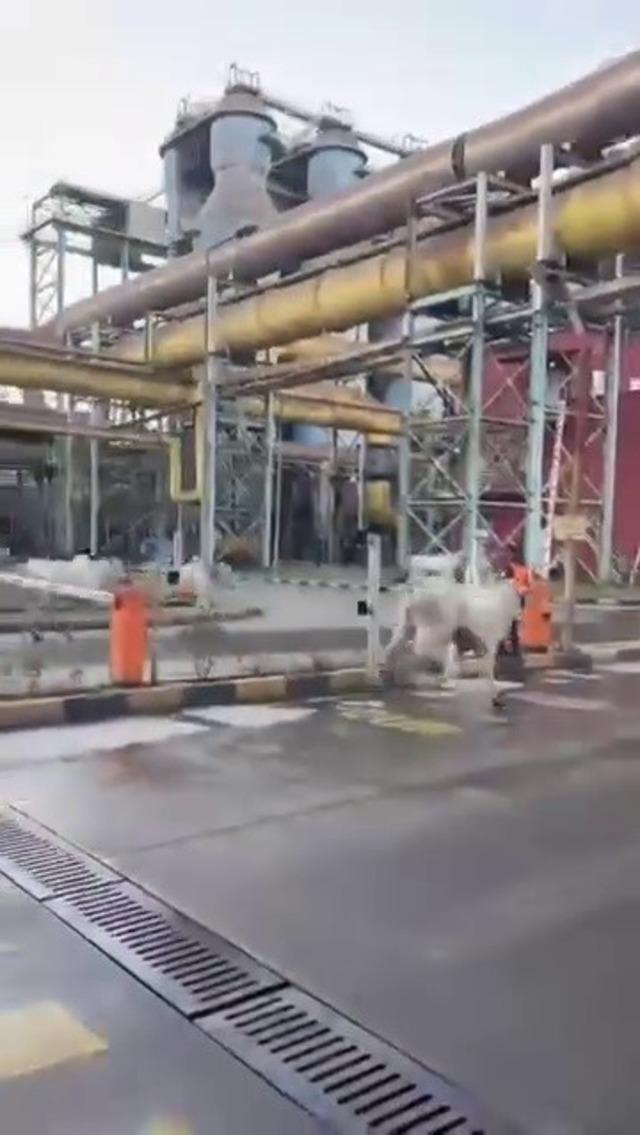 Kaza yapan tırdan kaçan anguslar şehir turunda 2