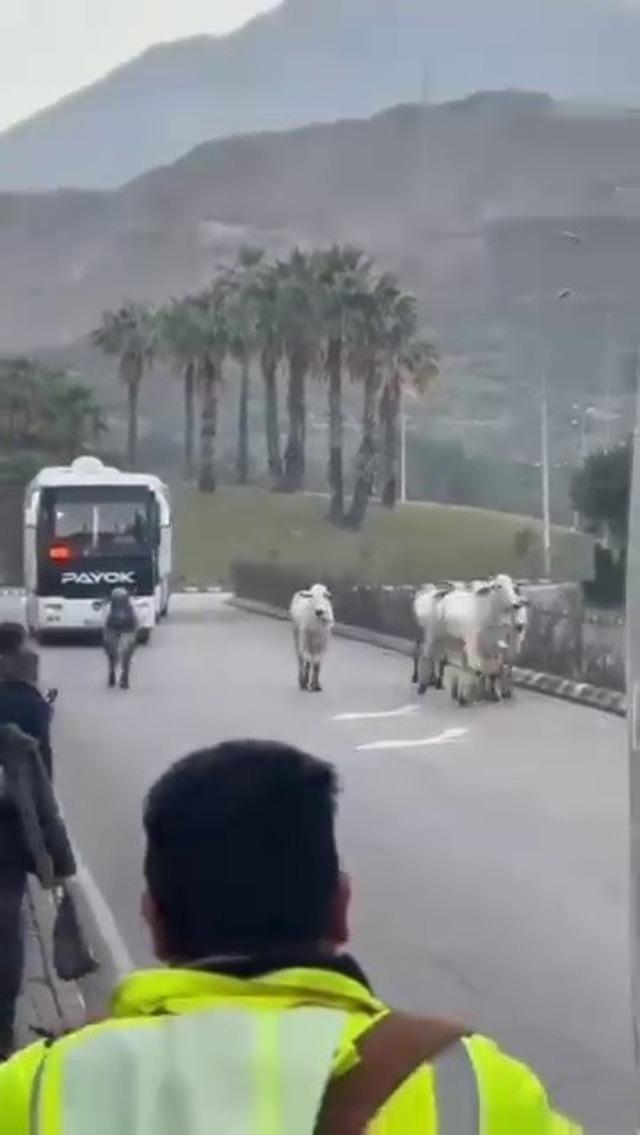 Kaza yapan tırdan kaçan anguslar şehir turunda 1