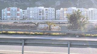 Kaza yapan tırdan kaçan anguslar şehir turunda