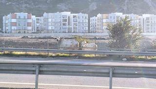 Kaza yapan tırdan ka&ccedil;an anguslar şehir turunda