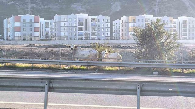 Kaza yapan tırdan kaçan anguslar şehir turunda