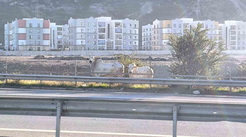 Kaza yapan tırdan ka&ccedil;an anguslar şehir turunda