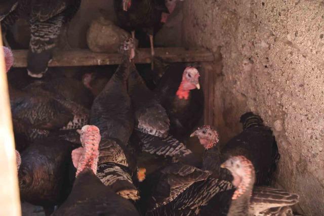 Adana&rsquo;da ilgin&ccedil; g&ouml;r&uuml;nt&uuml;: Hindiler &ccedil;arşıda gezdirilerek satılıyor 5