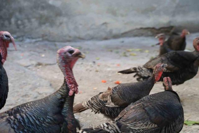 Adana’da ilginç görüntü: Hindiler çarşıda gezdirilerek satılıyor 3