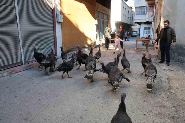 Adana’da ilginç görüntü: Hindiler çarşıda gezdirilerek satılıyor 2