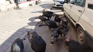 Adana’da ilginç görüntü: Hindiler çarşıda gezdirilerek satılıyor