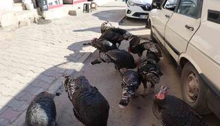 Adana&rsquo;da ilgin&ccedil; g&ouml;r&uuml;nt&uuml;: Hindiler &ccedil;arşıda gezdirilerek satılıyor