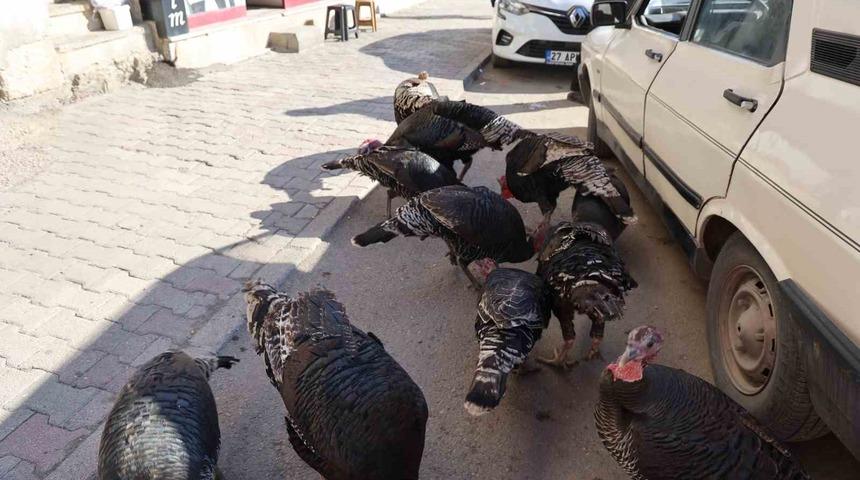Adana&rsquo;da ilgin&ccedil; g&ouml;r&uuml;nt&uuml;: Hindiler &ccedil;arşıda gezdirilerek satılıyor