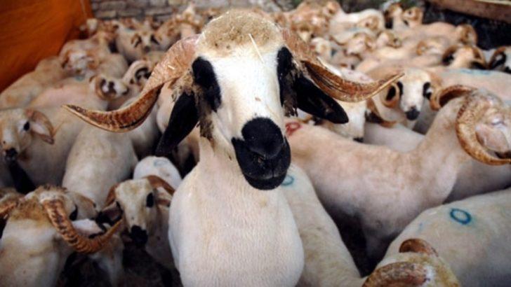 İyi kurbanlık seçimi nasıl olur? G3