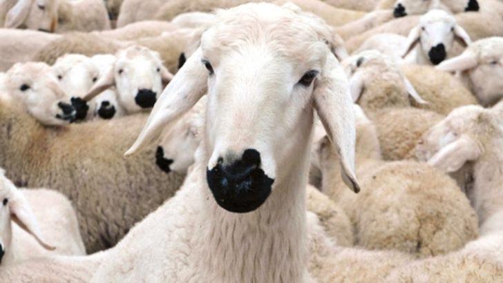 İyi kurbanlık seçimi nasıl olur? G4