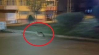 Sinop’ta aç kalan çakal şehir merkezine indi