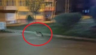 Sinop&rsquo;ta a&ccedil; kalan &ccedil;akal şehir merkezine indi